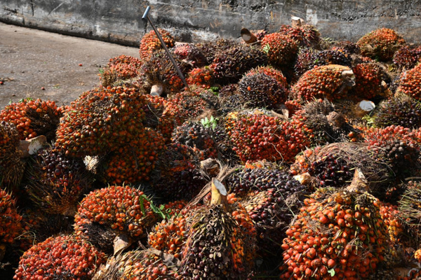 Investment Opportunity In Boki Oil Palm Farm