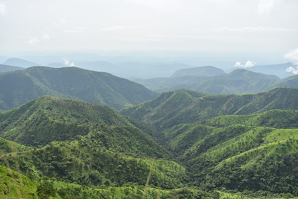 Large Forest Seeking For Angel Investor In Engineered Wood